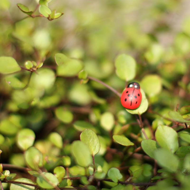 100 mini-petits insectes cocci - Art Craft Ladybug avis et prix